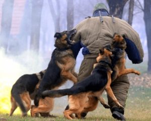 Rabid Dog Chase - Book now for an experience that pushes the limits and takes your Riga adventure to the edge!